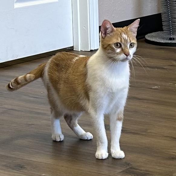 Enlarge Daisy, a Adopted Domestic Short Hair in Decatur, IL image 5/5