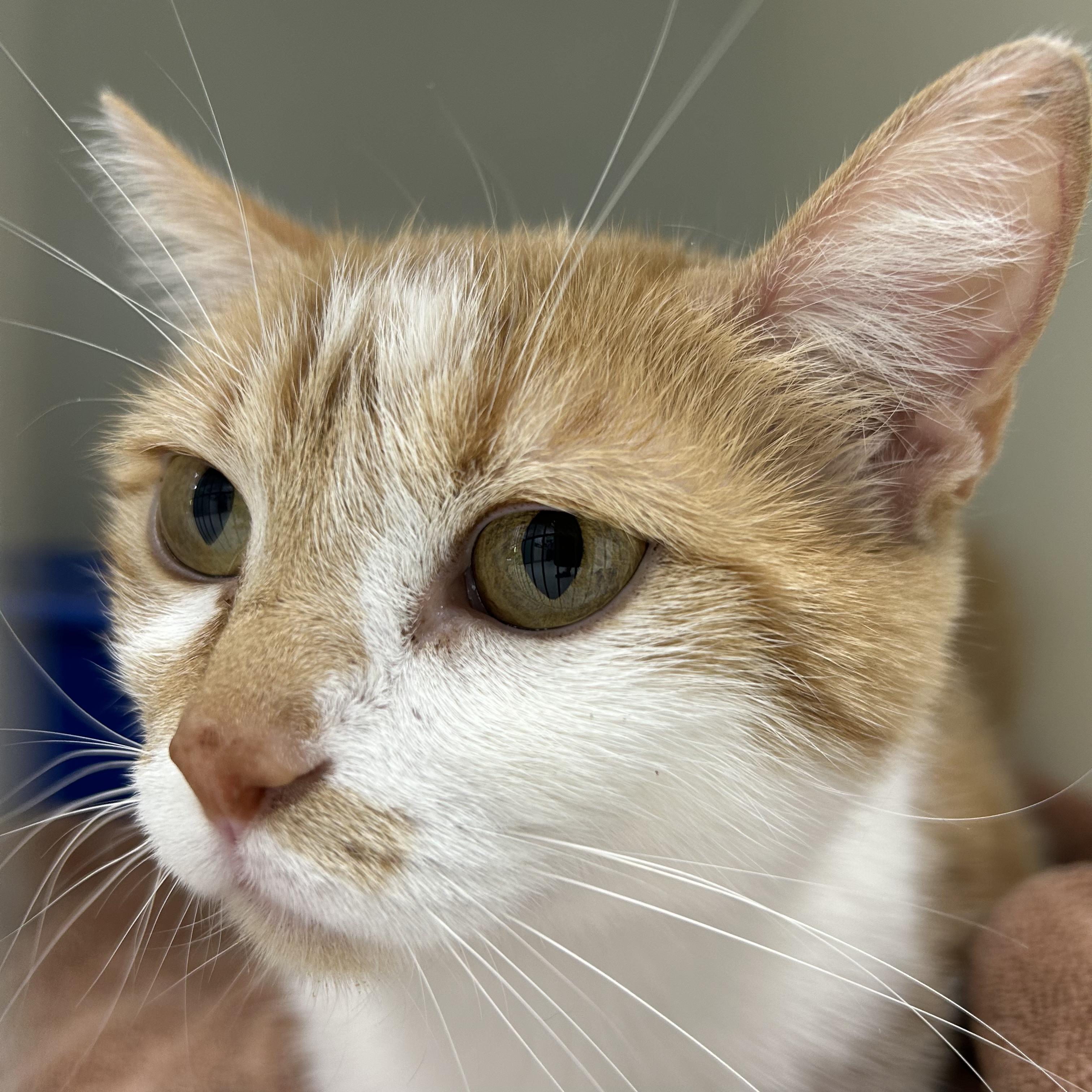 Enlarge Daisy, a Adopted Domestic Short Hair in Decatur, IL image 2/5