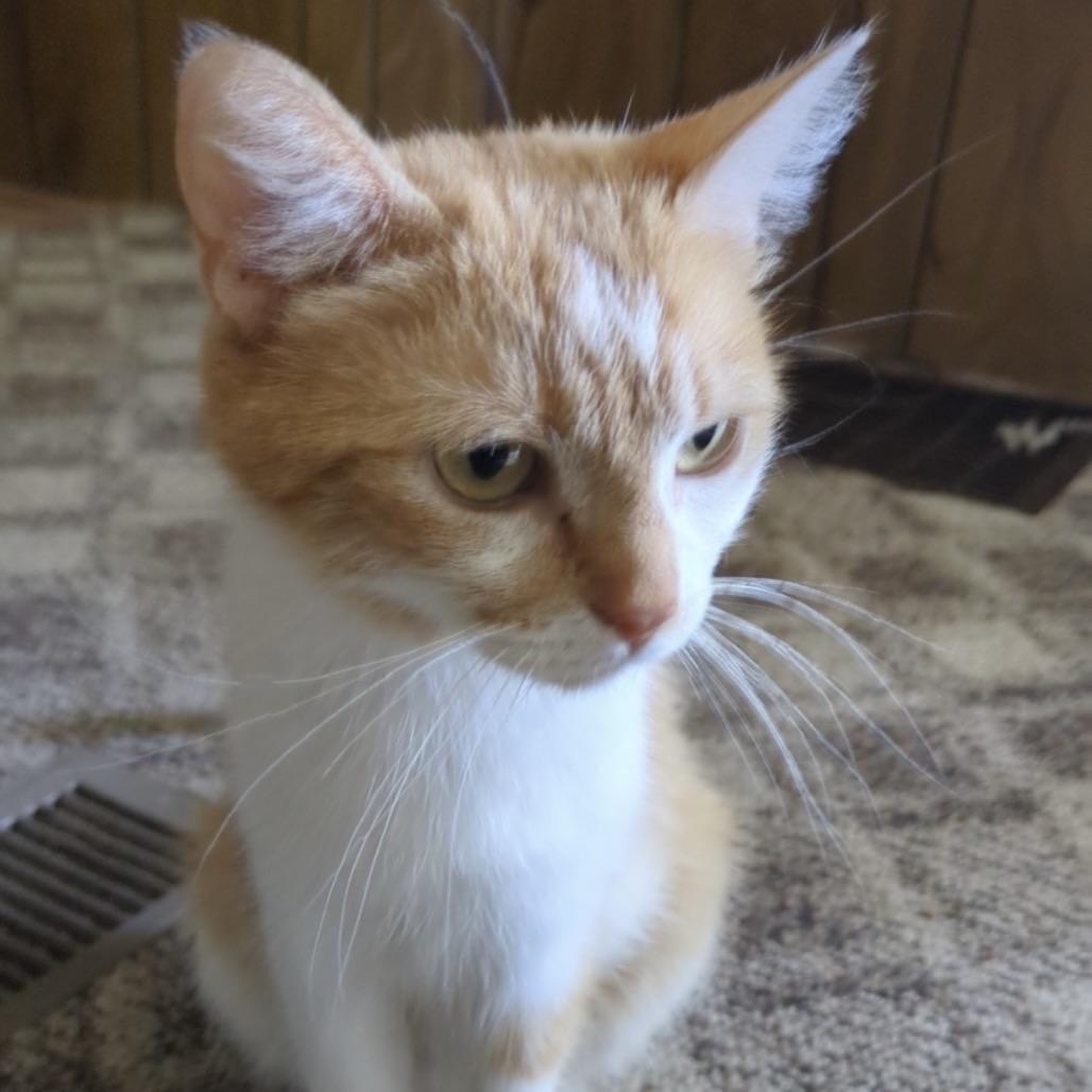 Enlarge Daisy, a Adopted Domestic Short Hair in Decatur, IL image 4/5