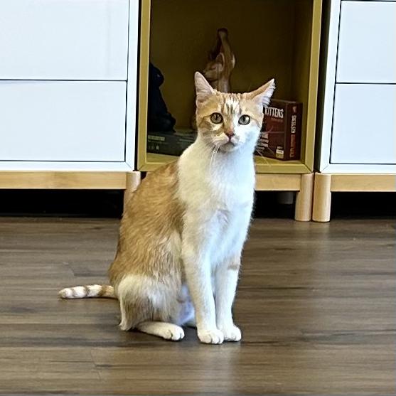 Enlarge Daisy, a Adopted Domestic Short Hair in Decatur, IL image 1/5