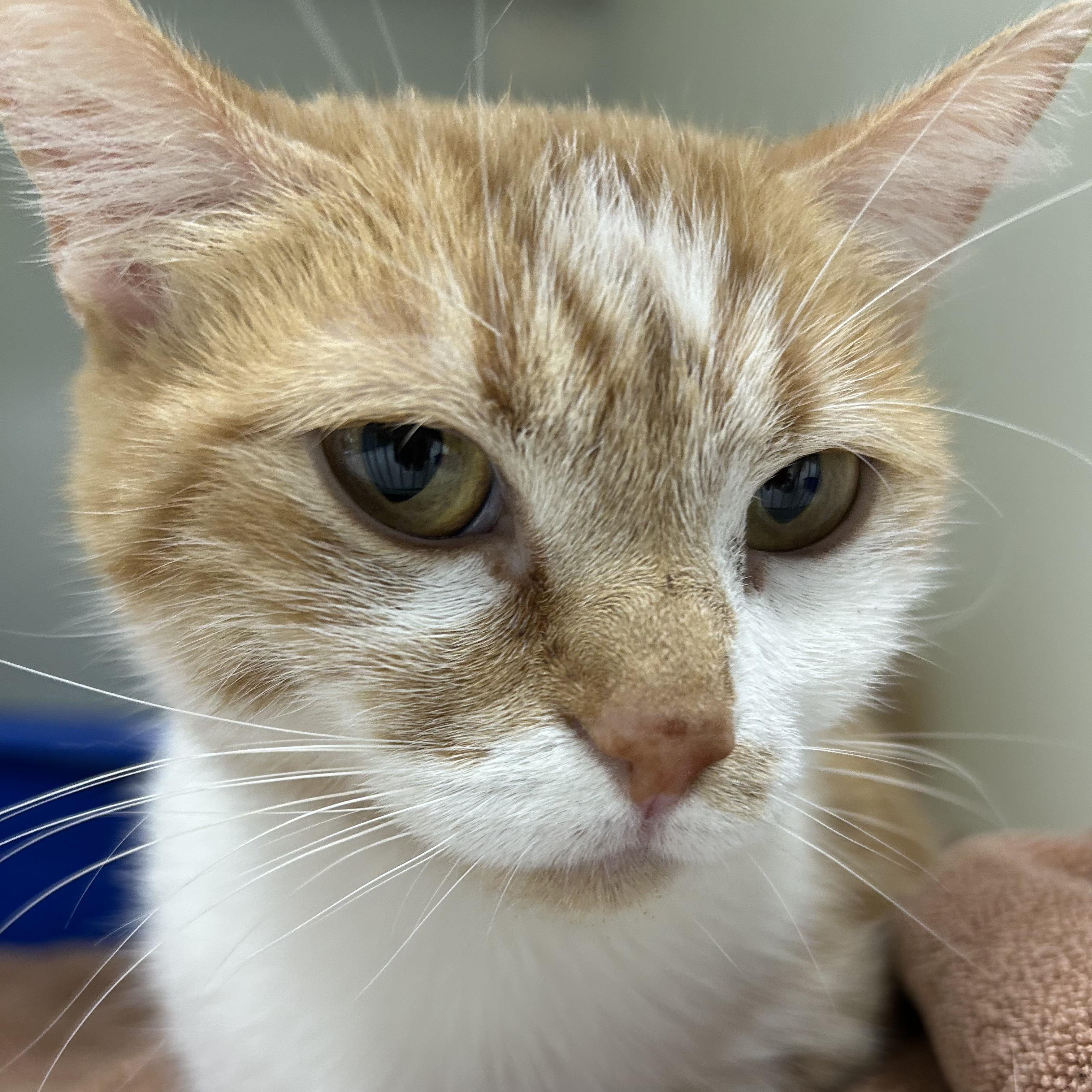 Enlarge Daisy, a Adopted Domestic Short Hair in Decatur, IL image 3/5