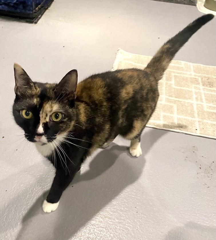 Enlarge Venus, a Adoptable mixed breed in Lafayette, NJ image 3/4