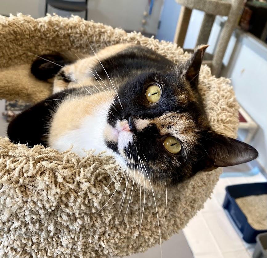 Venus, Adoptable, Adult Female Domestic Short Hair & Calico.