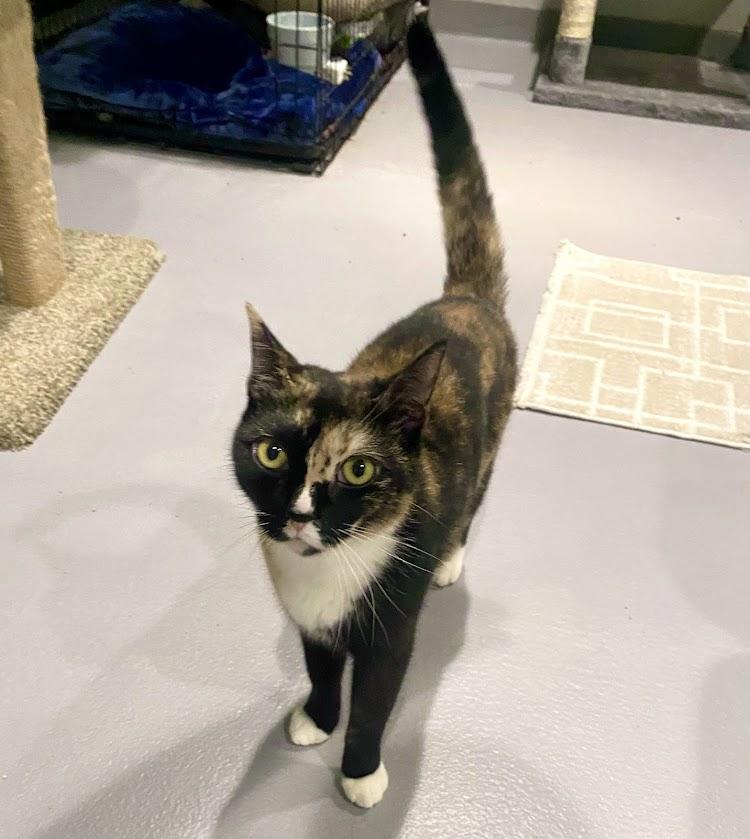 Venus, Adult Female Domestic Short Hair