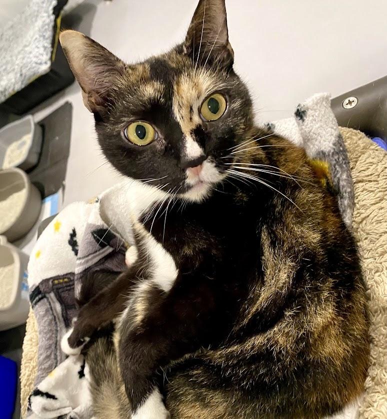 Enlarge Venus, a Adoptable mixed breed in Lafayette, NJ image 2/4