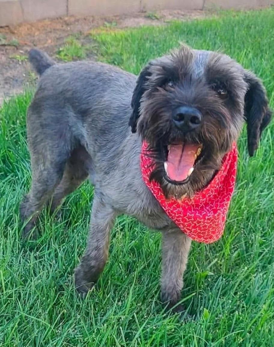 Enlarge **RAZ**, a Adoptable Schnauzer in North Prairie, WI image 1/3