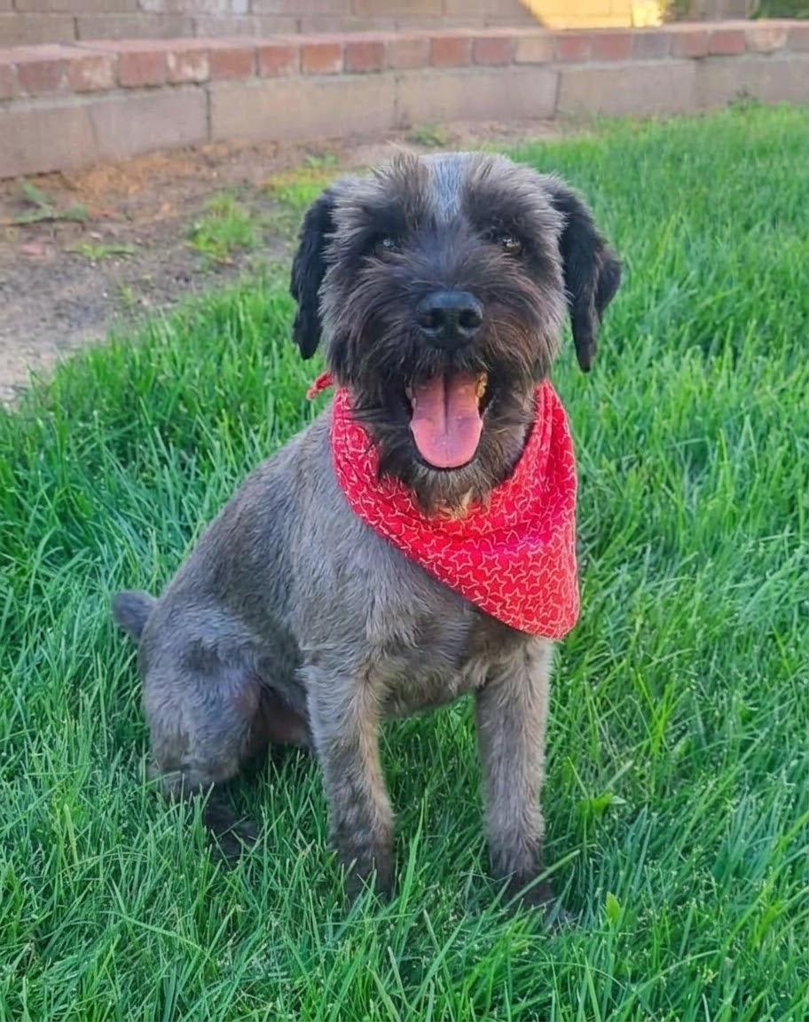 Enlarge **RAZ**, a Adoptable Schnauzer in North Prairie, WI image 2/3
