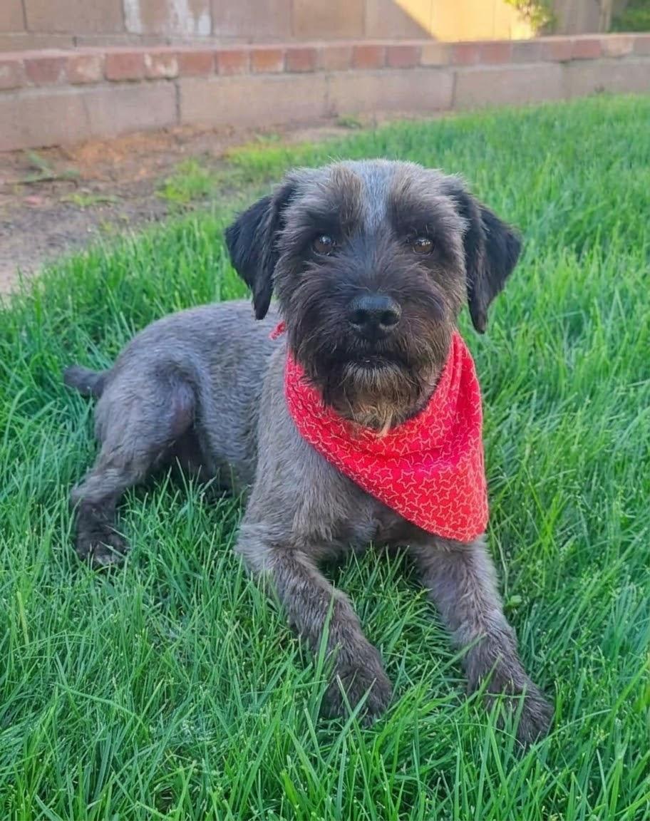 Enlarge **RAZ**, a Adoptable Schnauzer in North Prairie, WI image 3/3