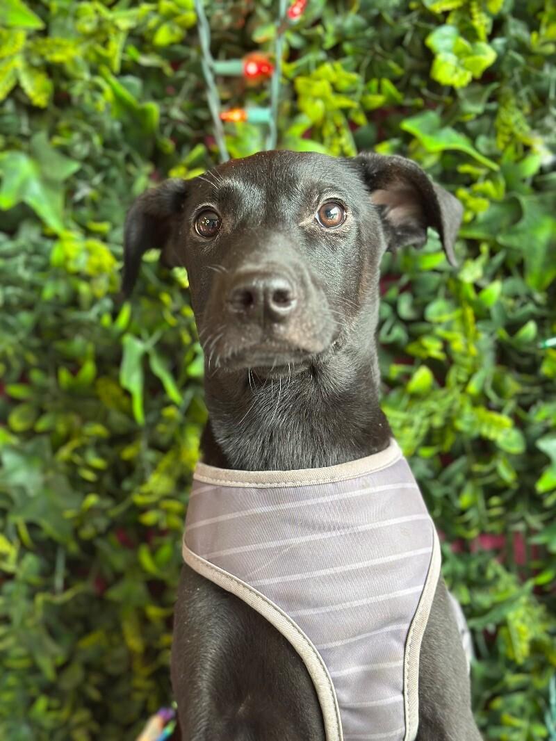 Moxie, Adoptable, Young Female Black Labrador Retriever & Whippet.
