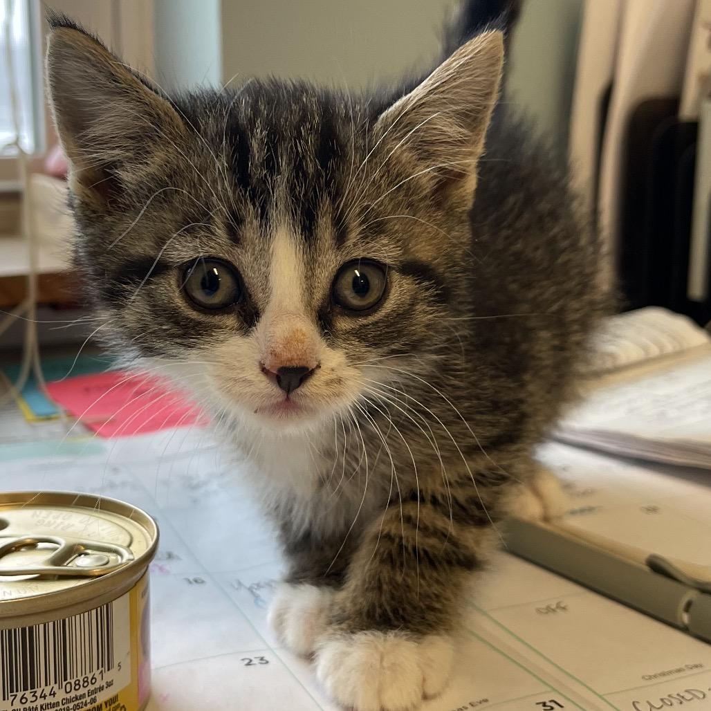 Nick, Adoptable, Kitten Male Domestic Short Hair.