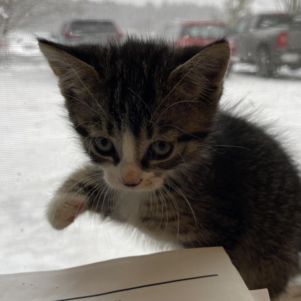 Nick, a Adoptable Domestic Short Hair in Middlebury, VT image 2/5