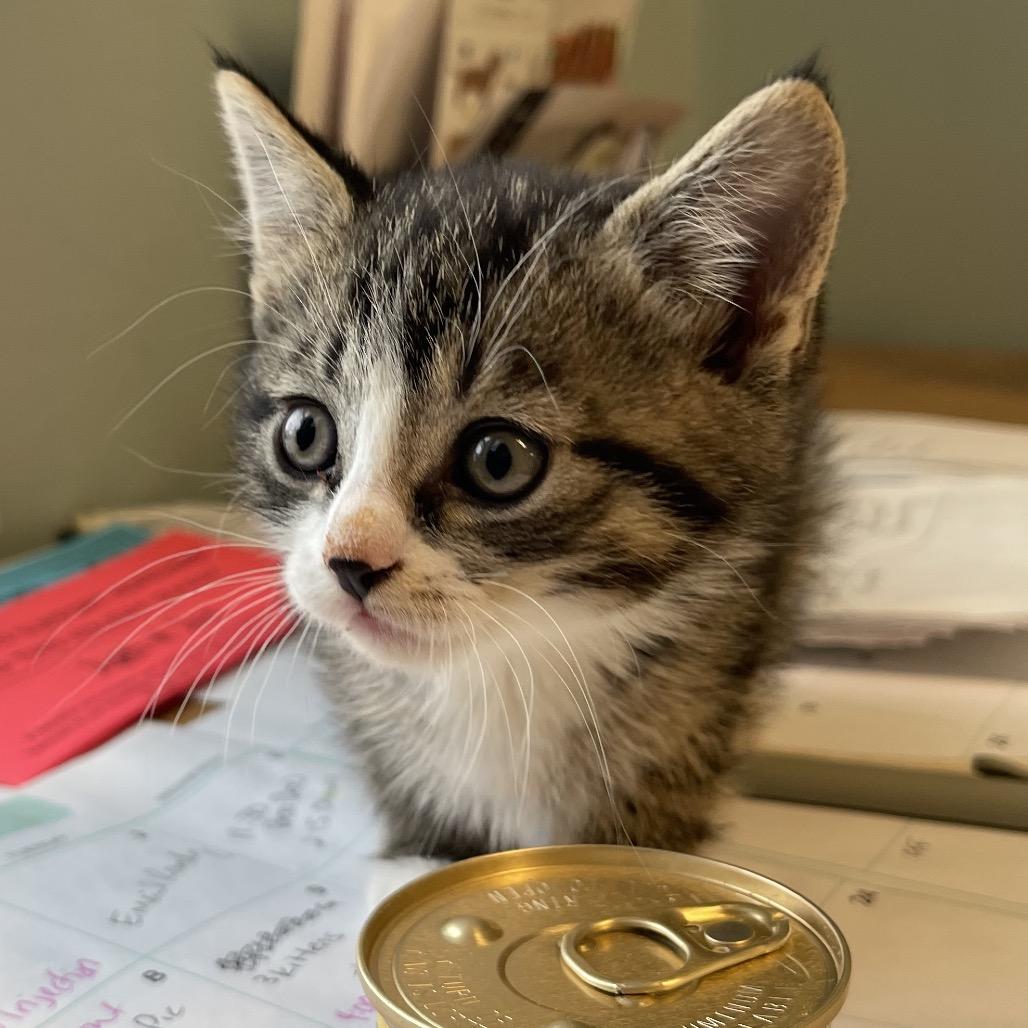 Nick, a Adoptable Domestic Short Hair in Middlebury, VT image 3/5