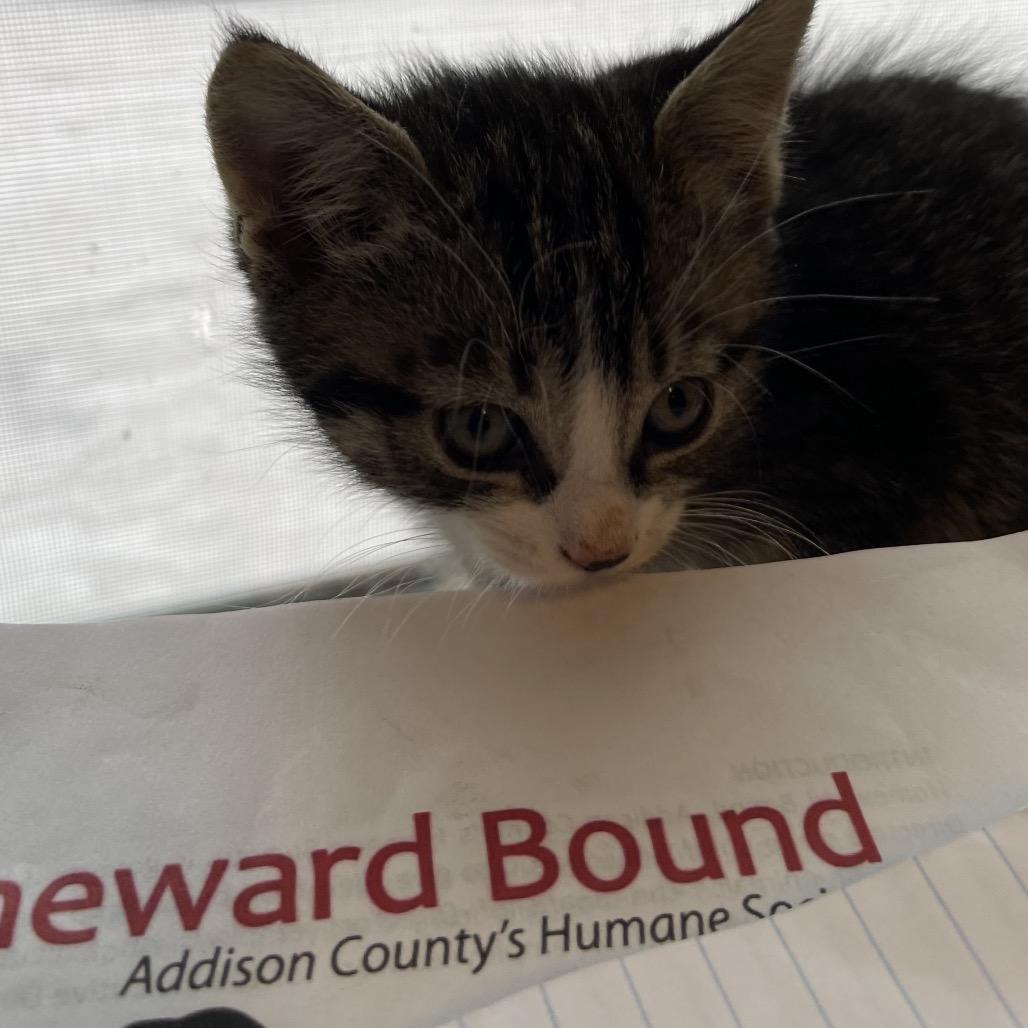 Nick, a Adoptable Domestic Short Hair in Middlebury, VT image 4/5