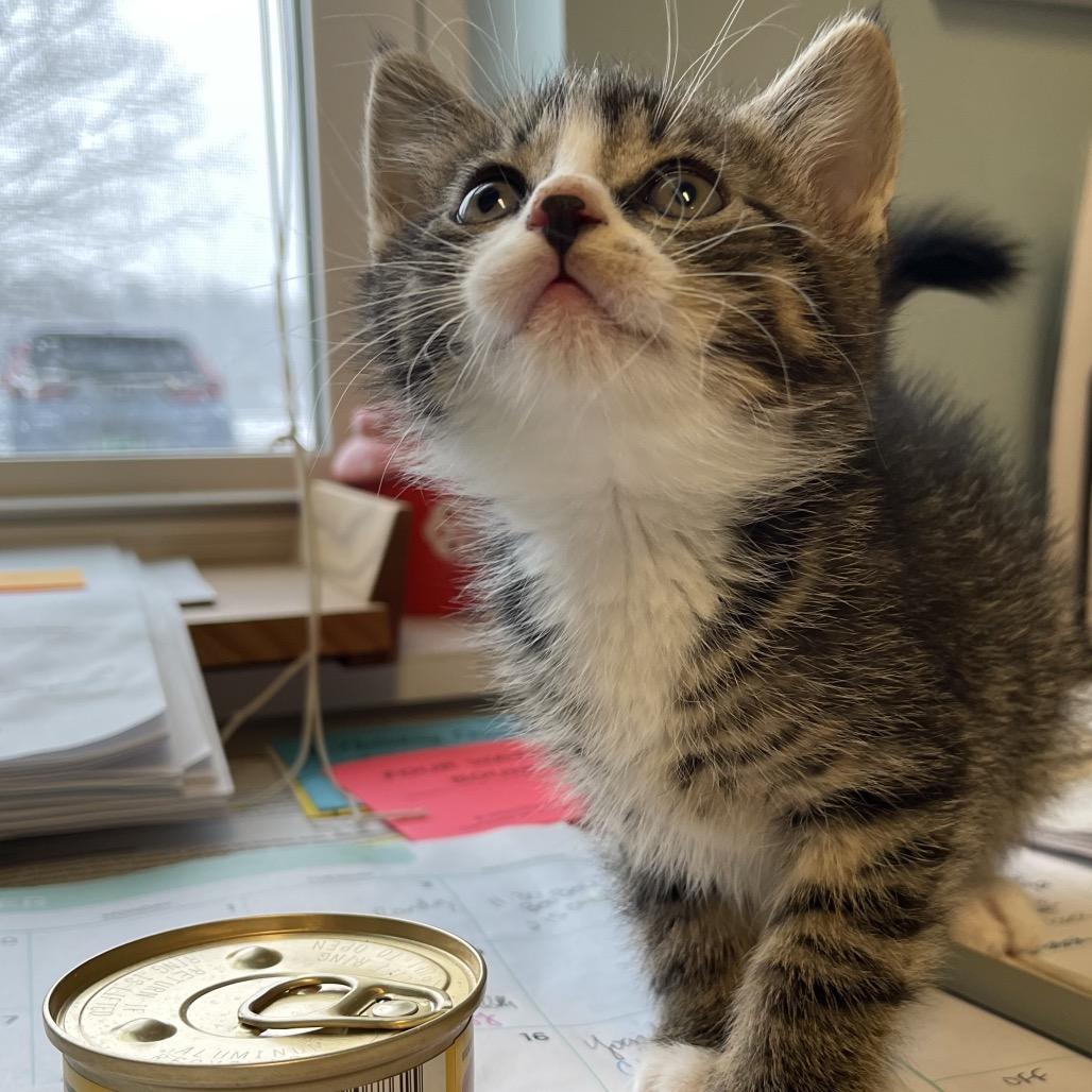 Nick, a Adoptable Domestic Short Hair in Middlebury, VT image 5/5