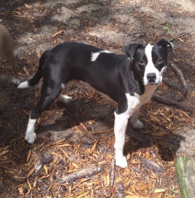 Rascal photo 1