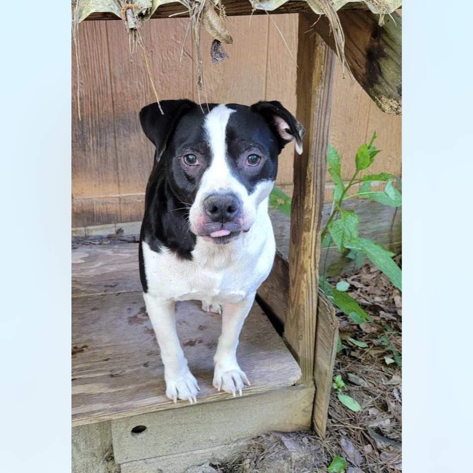 Enlarge Rascal, a Adoptable mixed breed in Cairo, GA image 2/8