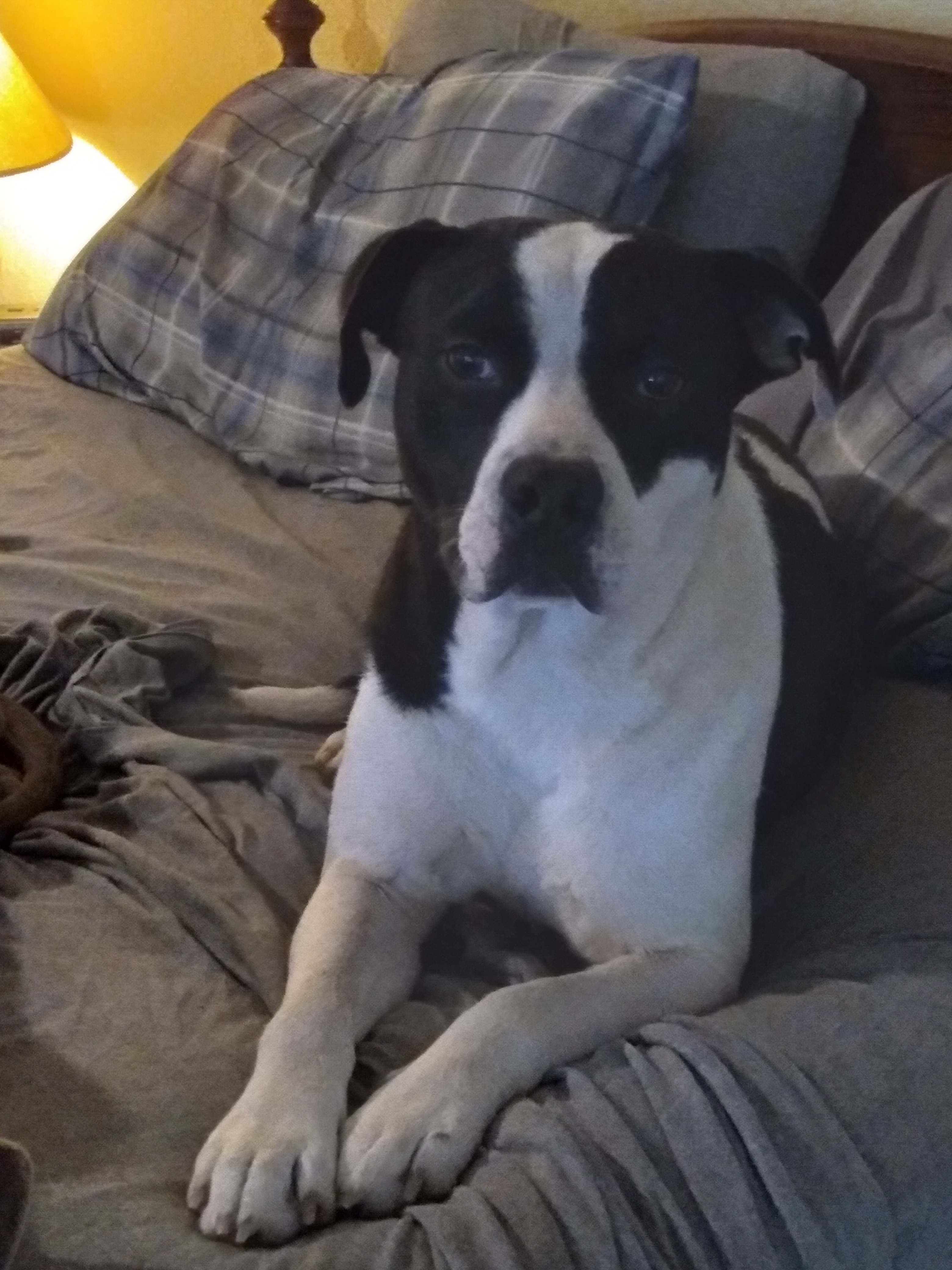 Enlarge Rascal, a Adoptable mixed breed in Cairo, GA image 3/8