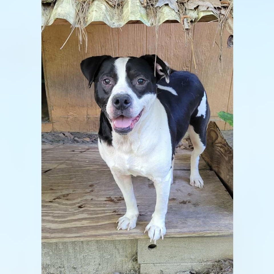 Enlarge Rascal, a Adoptable mixed breed in Cairo, GA image 4/8
