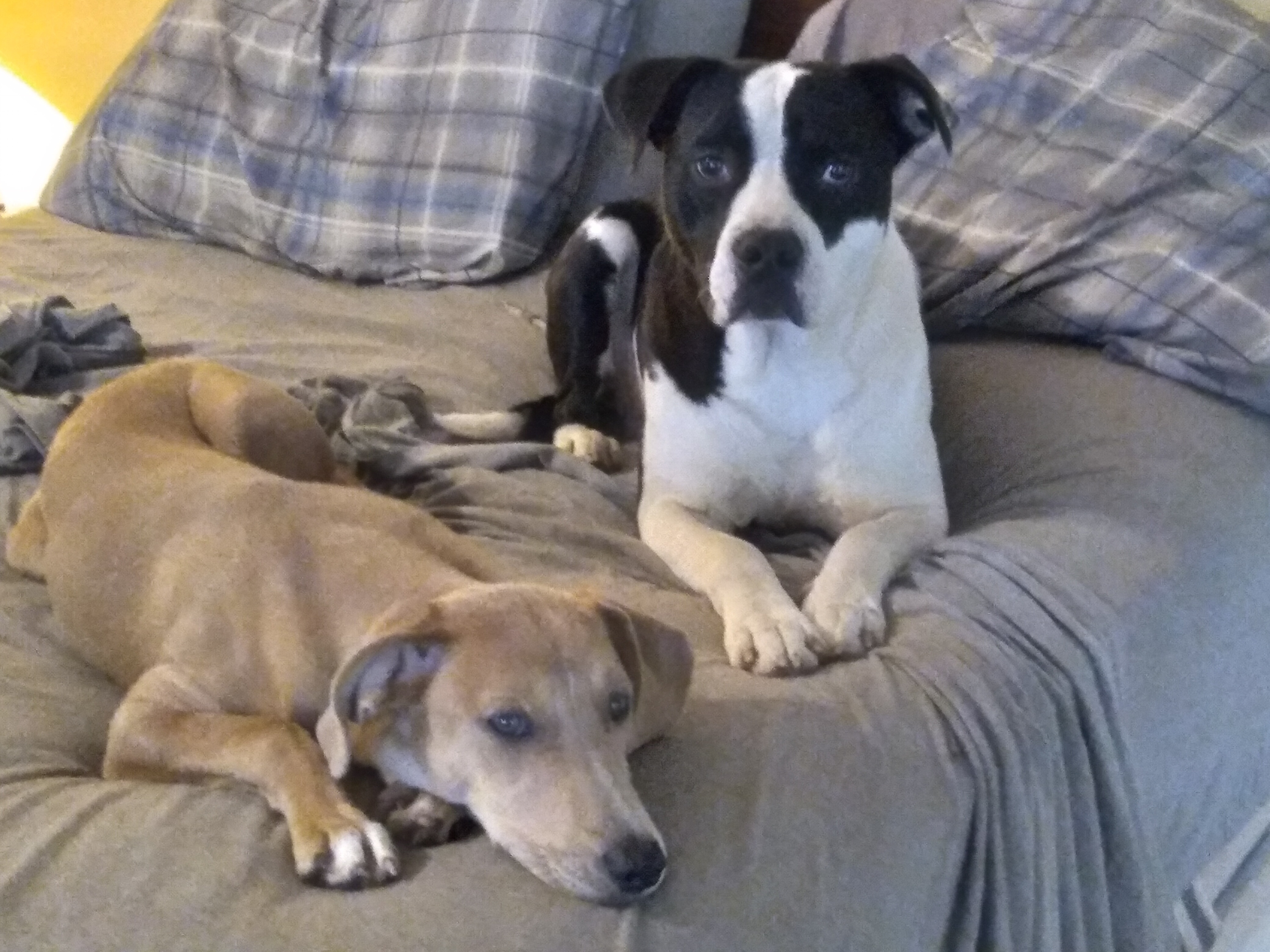 Enlarge Rascal, a Adoptable mixed breed in Cairo, GA image 5/8