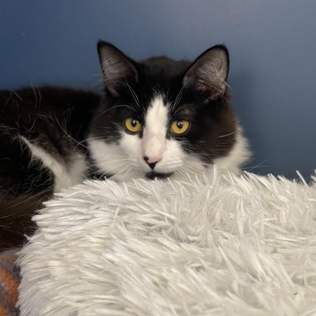 Hilton, Adoptable, Young Male Domestic Medium Hair.