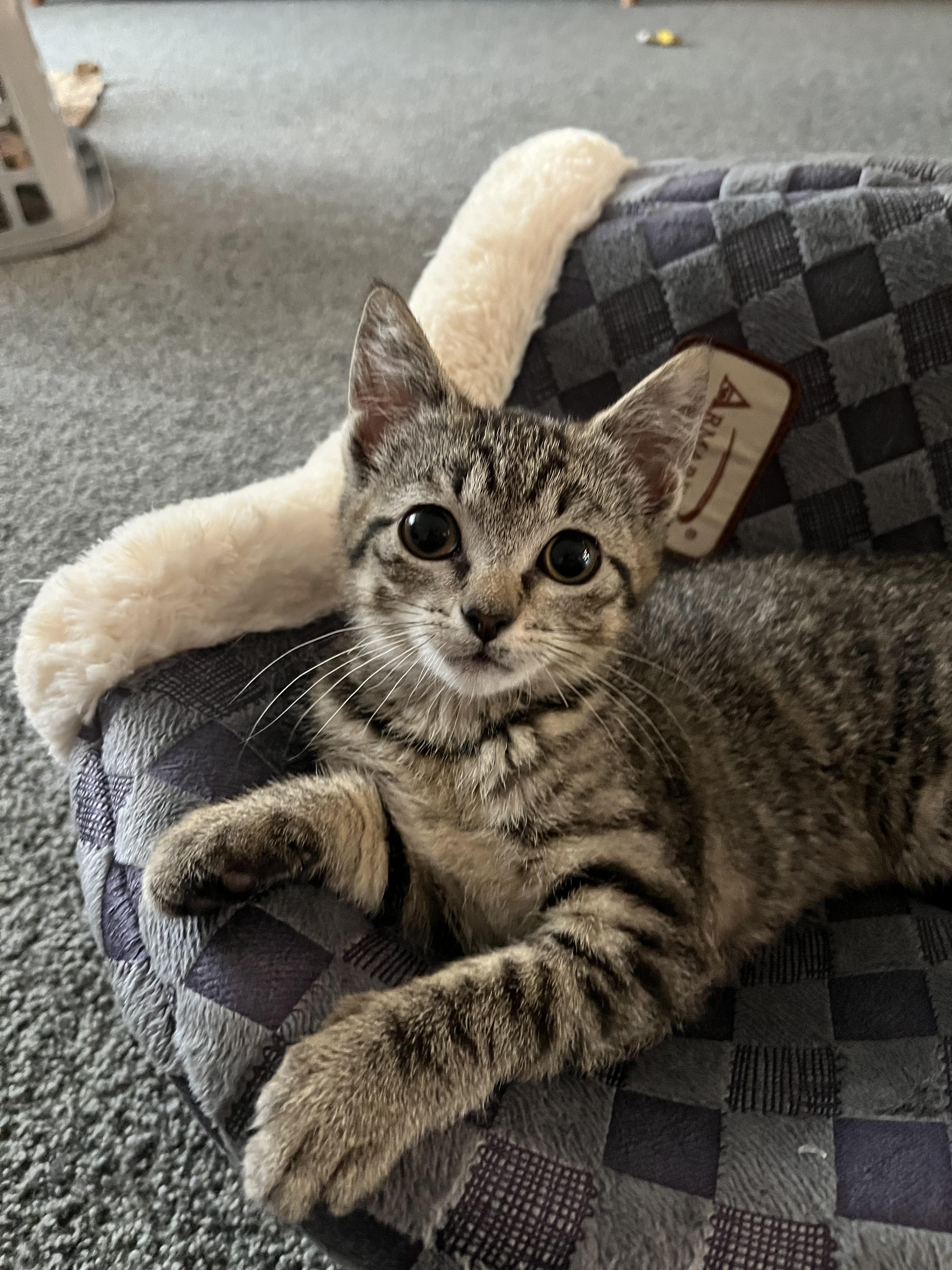 Valencia Domestic Short Hair Cat