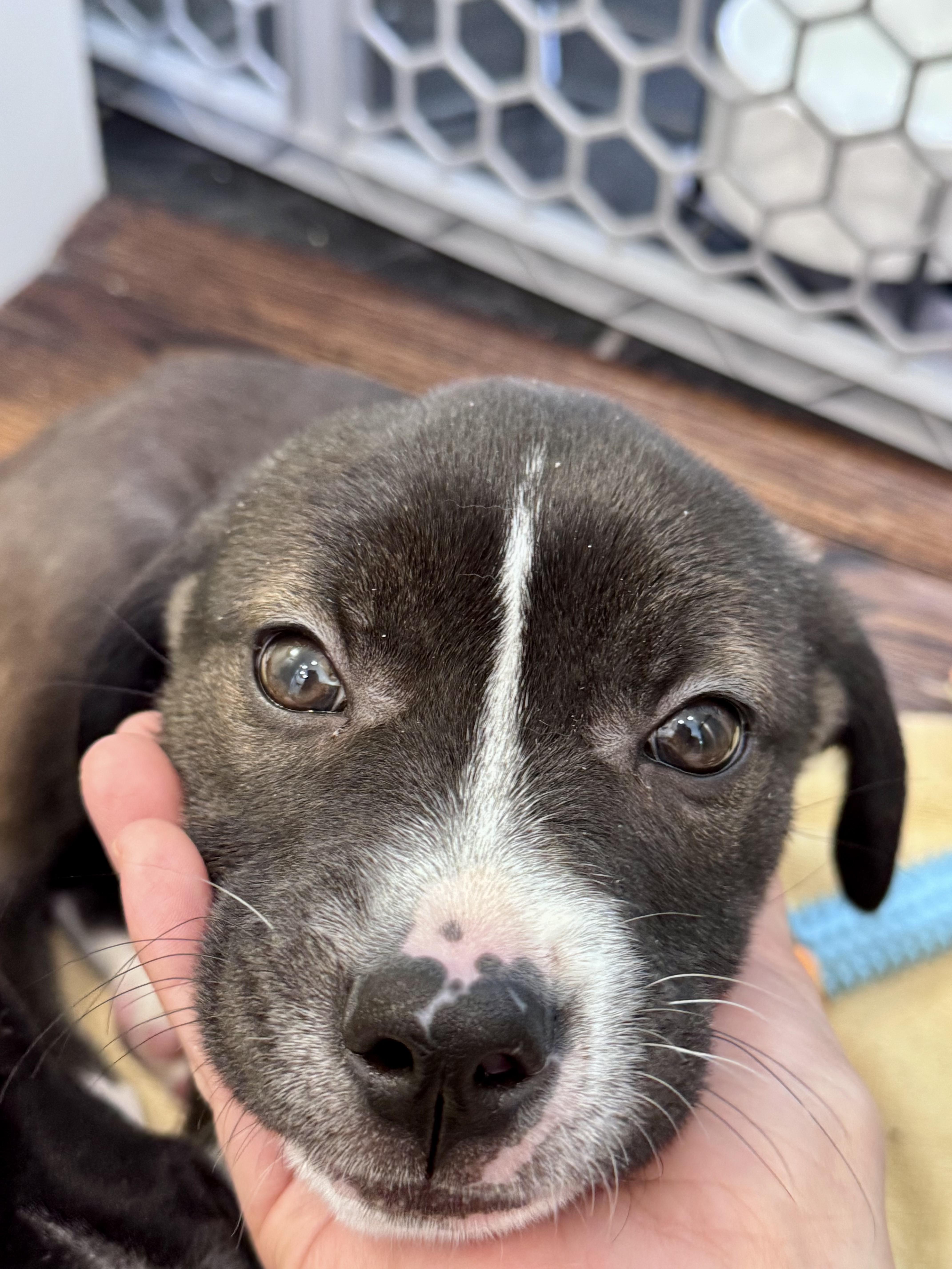 Enlarge Cucumber , a Adoptable mixed breed in Seville, OH image 1/3