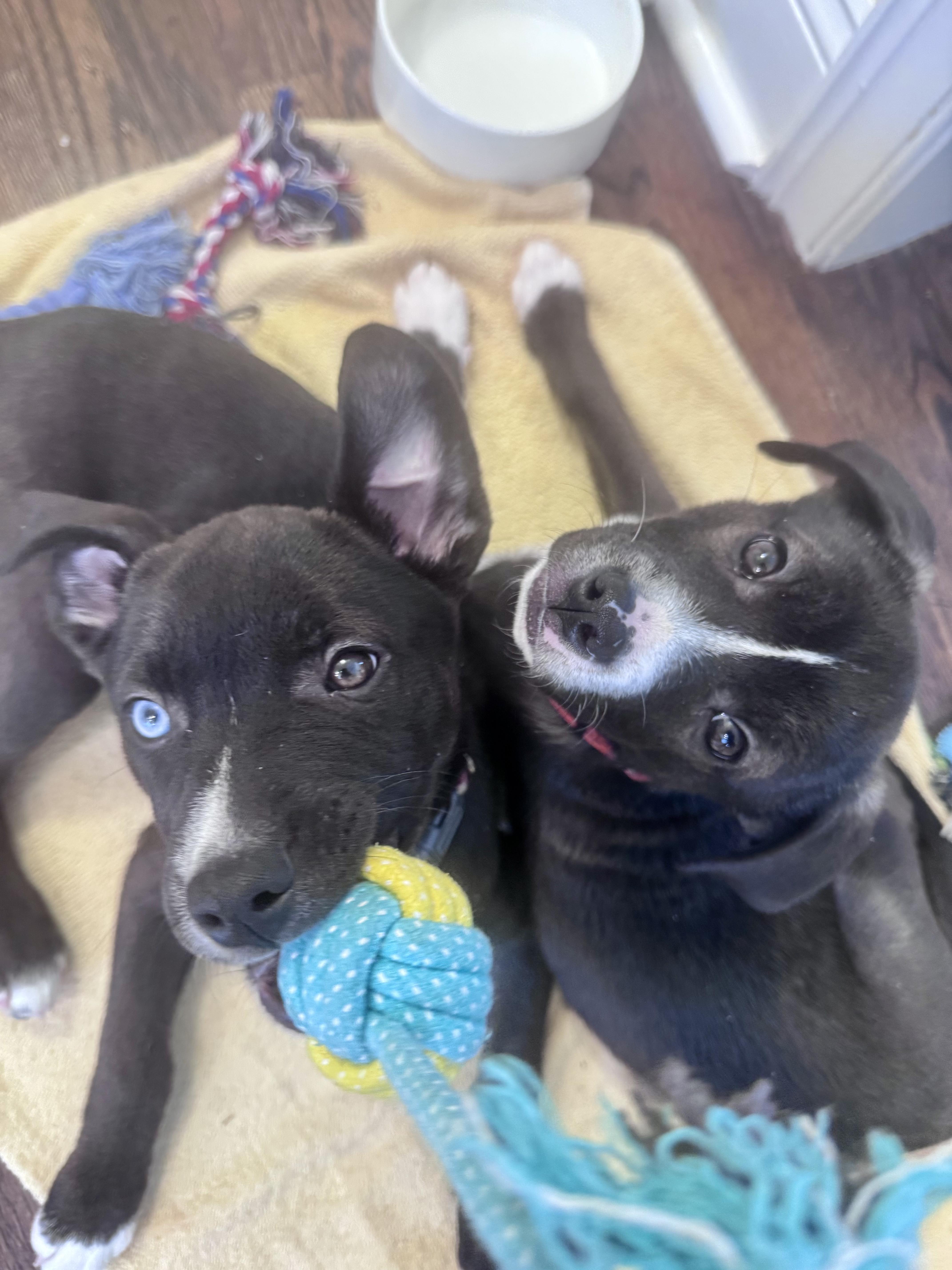 Enlarge Cucumber , a Adoptable mixed breed in Seville, OH image 2/3