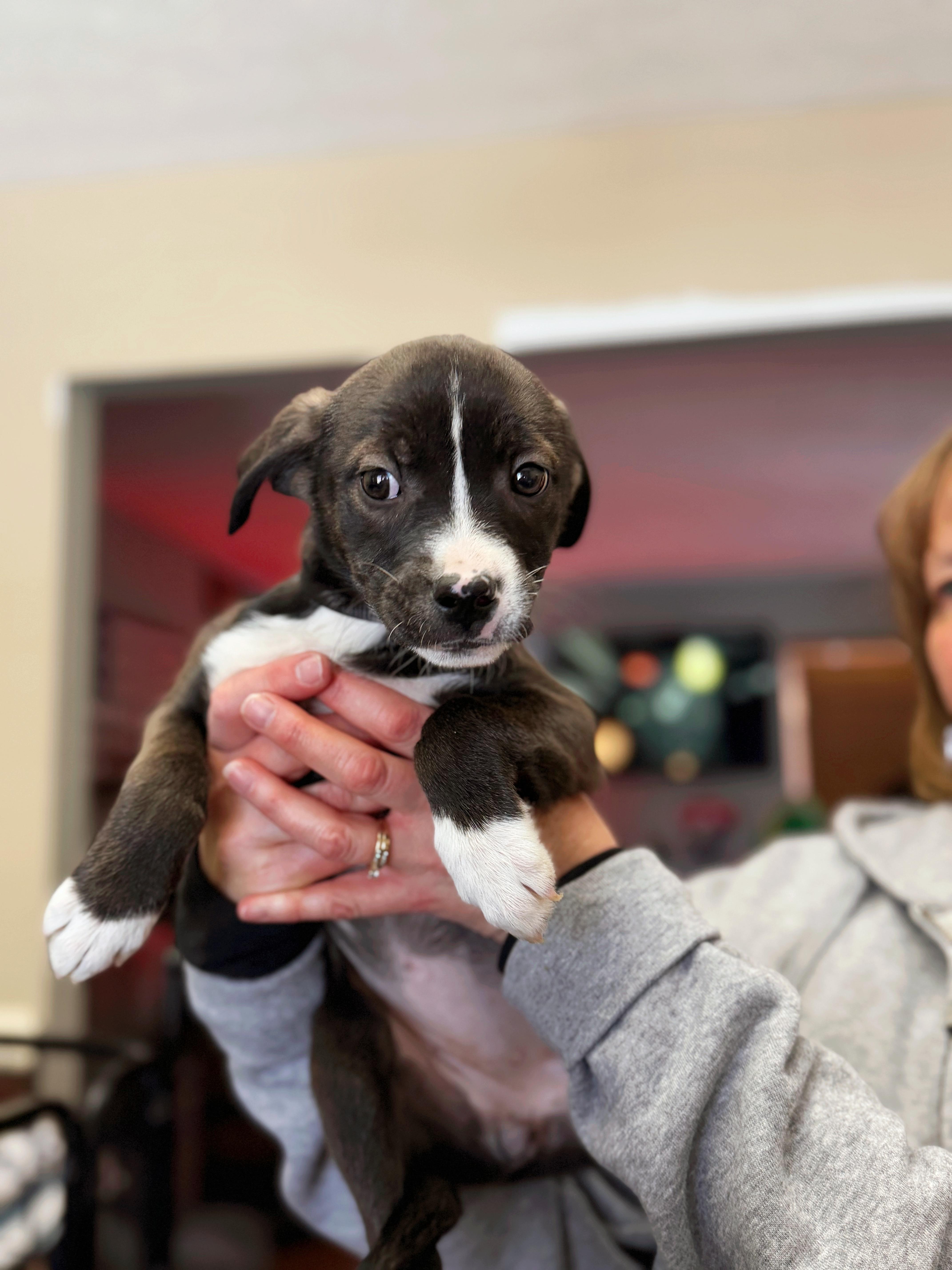 Enlarge Cucumber , a Adoptable mixed breed in Seville, OH image 3/3