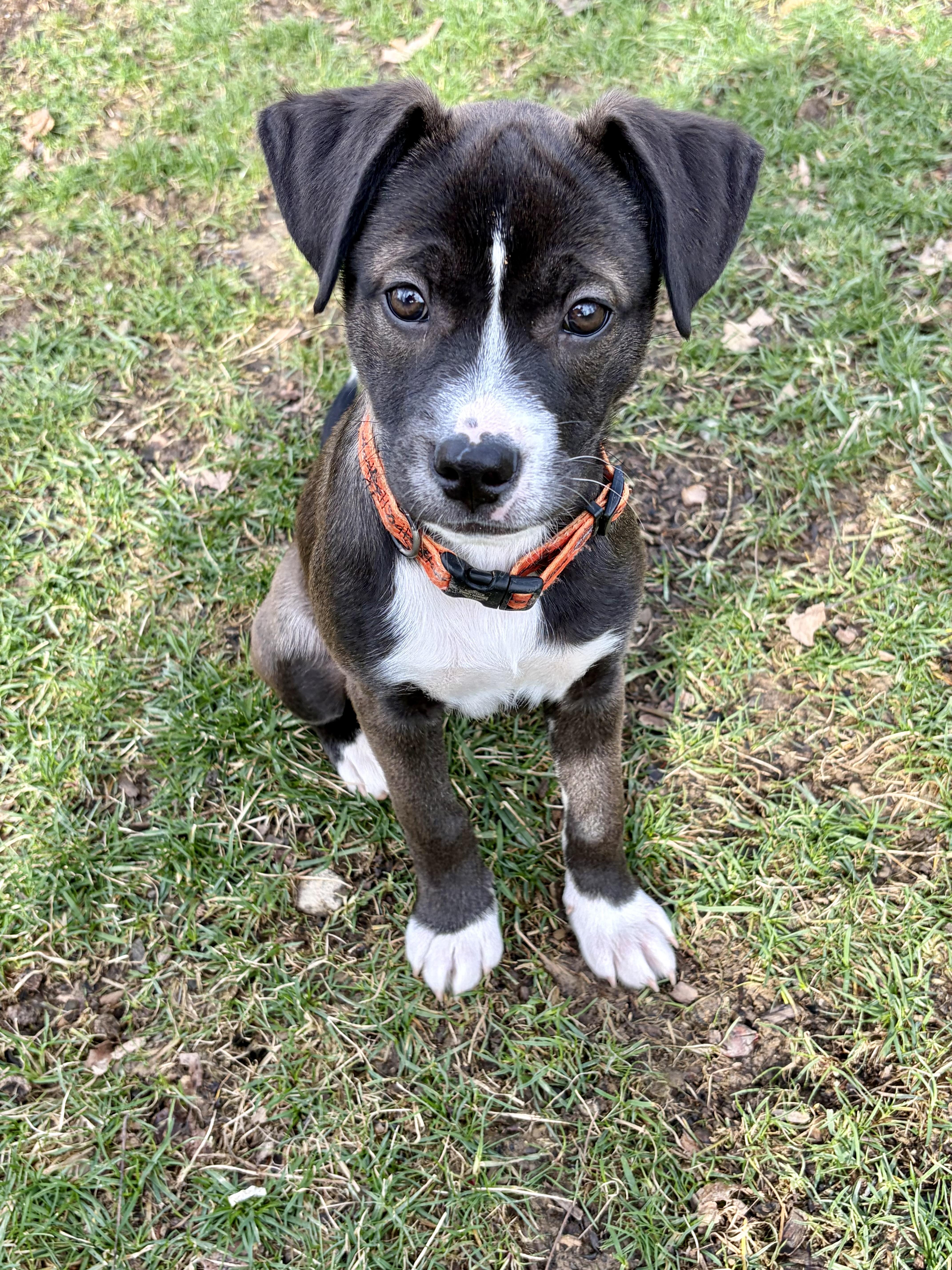 Cucumber — thumbnail 4