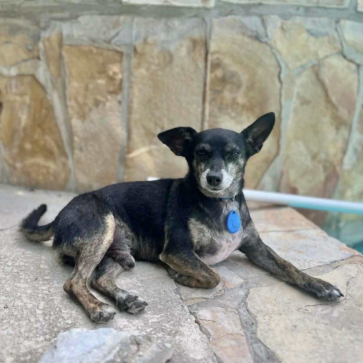Enlarge Benito, a Adoptable mixed breed in Dallas, TX image 5/6