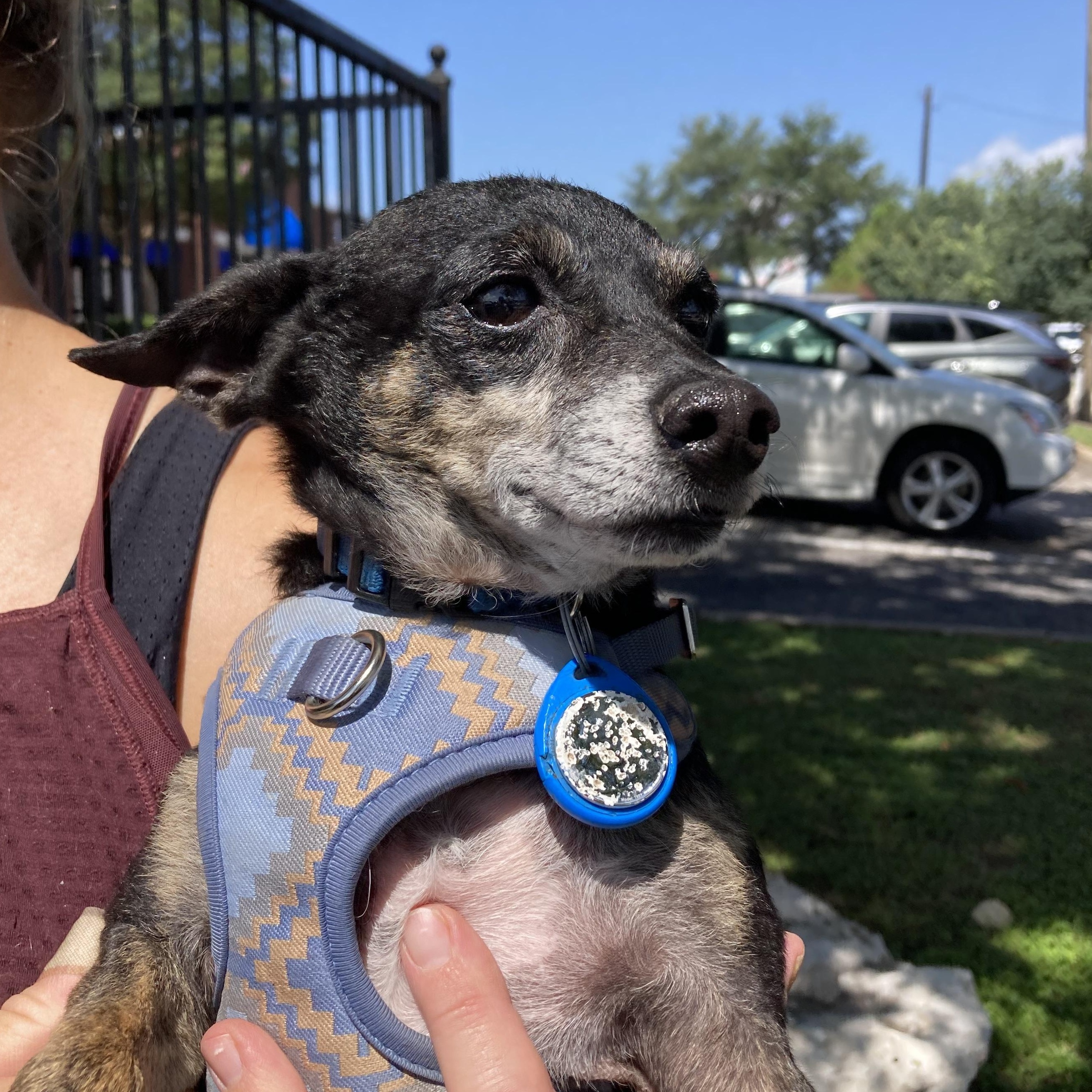 Enlarge Benito, a Adoptable mixed breed in Dallas, TX image 3/6