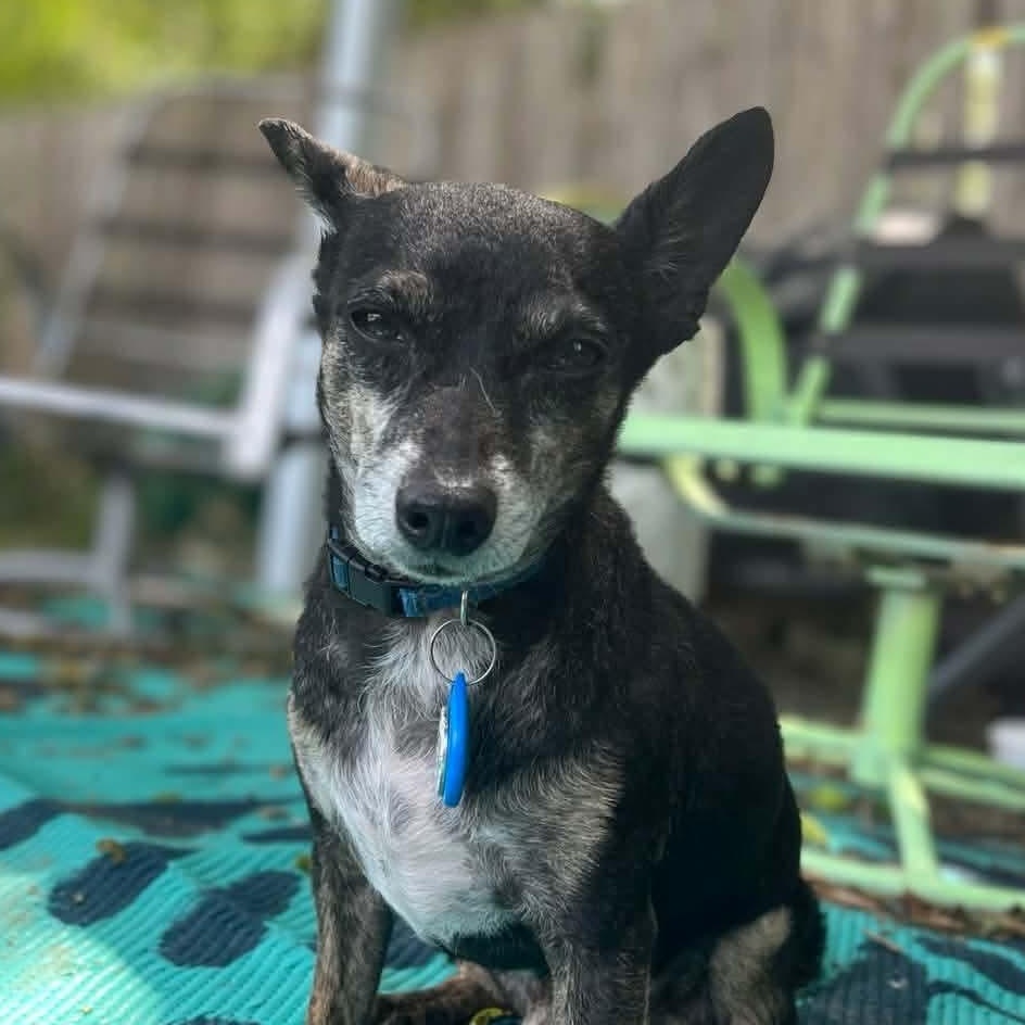 Enlarge Benito, a Adoptable mixed breed in Dallas, TX image 2/6