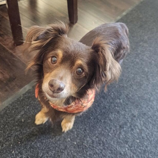 Enlarge Pretzel, a Adoptable mixed breed in Redmond, WA image 1/6