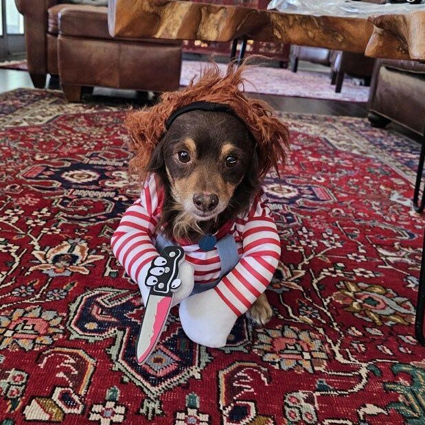 Pretzel, Adoptable, Adult Male Dachshund (Long Haired).