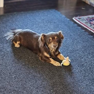 Enlarge Pretzel, a Adoptable mixed breed in Redmond, WA image 3/6