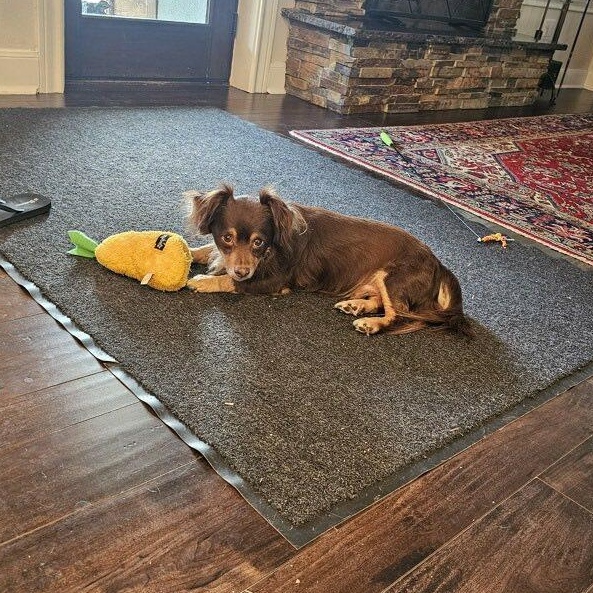 Enlarge Pretzel, a Adoptable mixed breed in Redmond, WA image 4/6