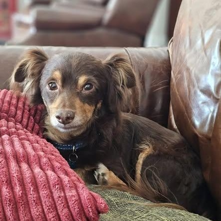 Enlarge Pretzel, a Adoptable mixed breed in Redmond, WA image 5/6