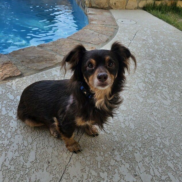Enlarge Pretzel, a Adoptable mixed breed in Redmond, WA image 6/6