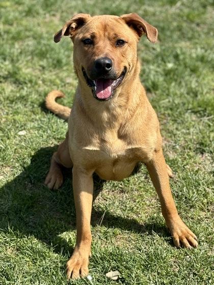 Enlarge Sun Chip , a ADOPTABLE mixed breed in Wooster, OH image 1/1