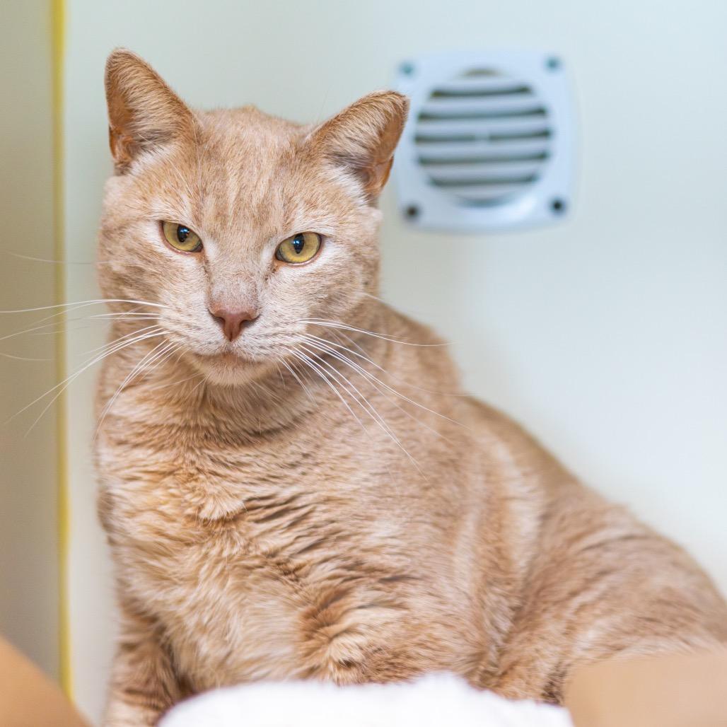 Enlarge Brother (Bonded with Sissy), a Adoptable Domestic Short Hair in Wilmington, DE image 1/6