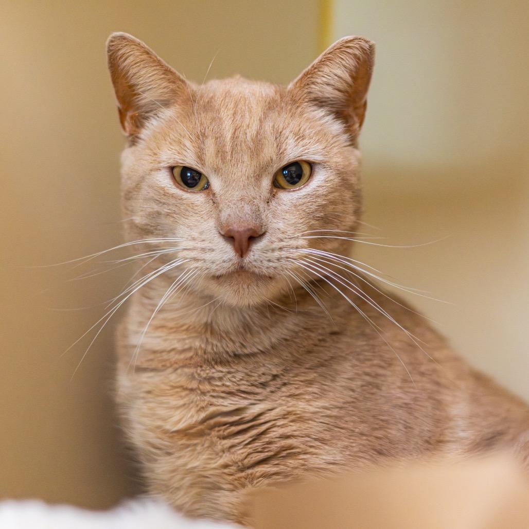 Enlarge Brother (Bonded with Sissy), a Adoptable Domestic Short Hair in Wilmington, DE image 4/6