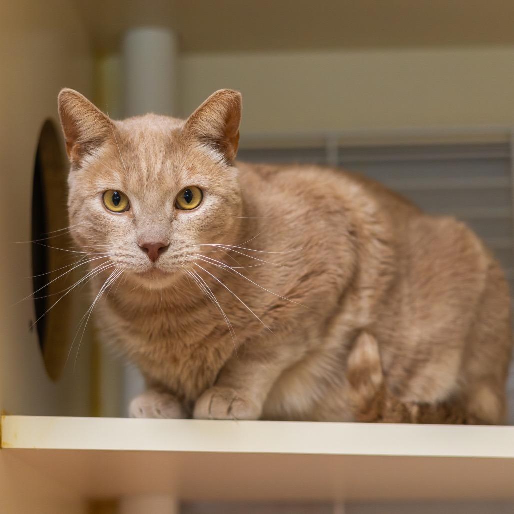 Enlarge Brother (Bonded with Sissy), a Adoptable Domestic Short Hair in Wilmington, DE image 5/6