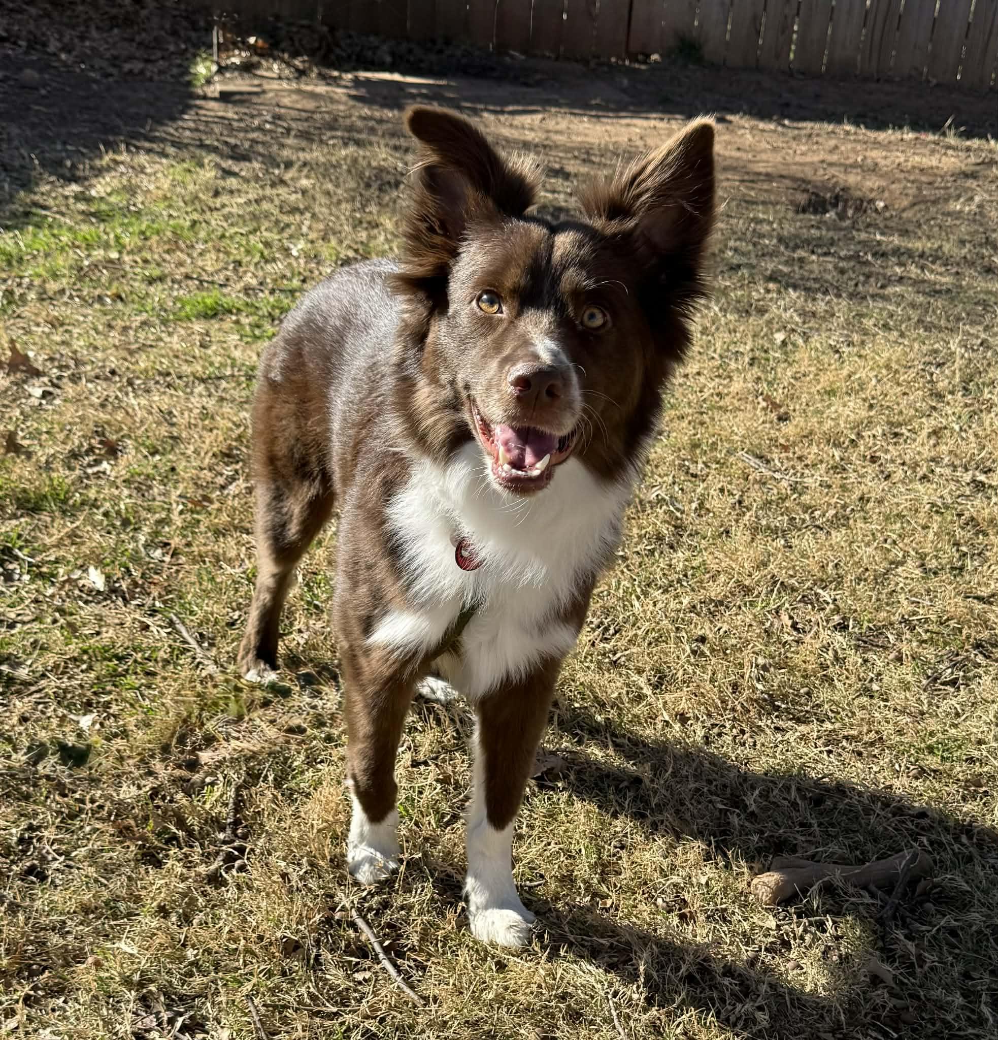 Rocky Jones, ADOPTABLE, Young Male Australian Shepherd.
