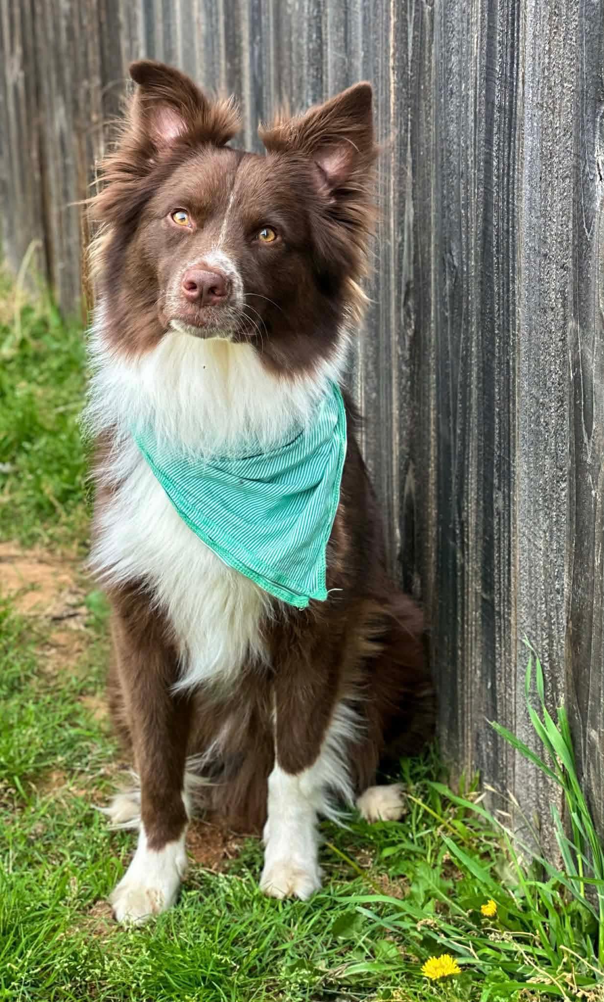 Rocky Jones, ADOPTABLE, Young Male Australian Shepherd.