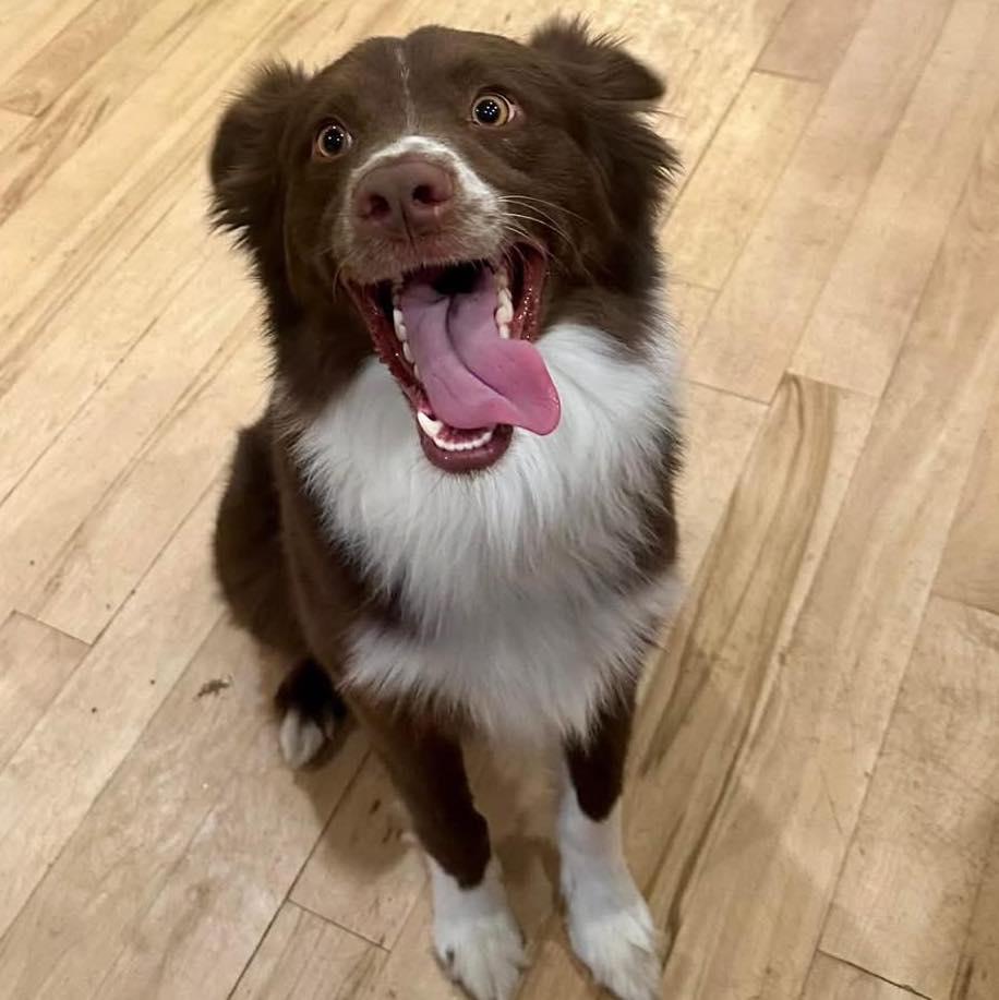 Enlarge Rocky Jones, a ADOPTABLE Australian Shepherd in Oklahoma City, OK image 3/3