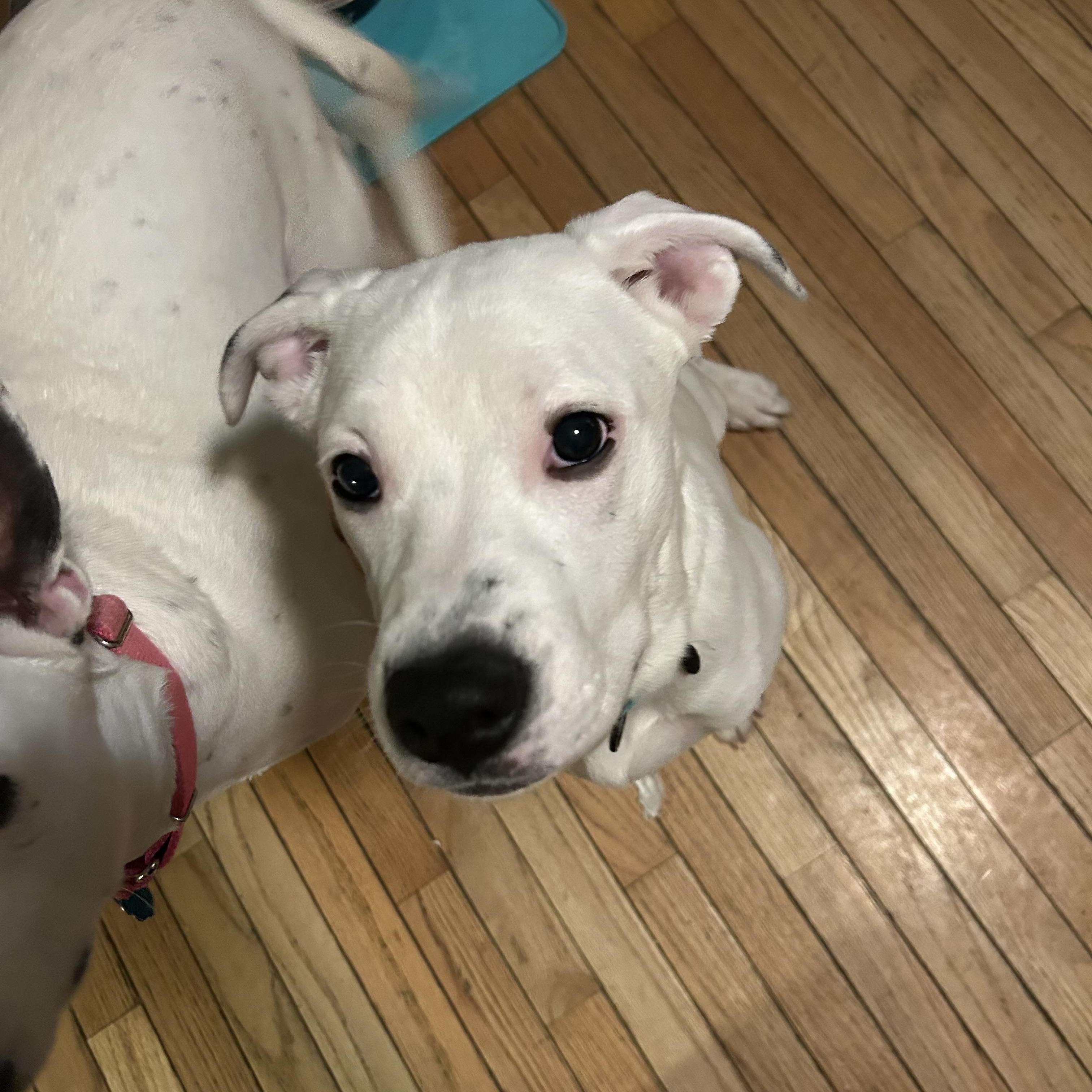 Enlarge Carter , a ADOPTABLE mixed breed in Youngstown, OH image 2/5