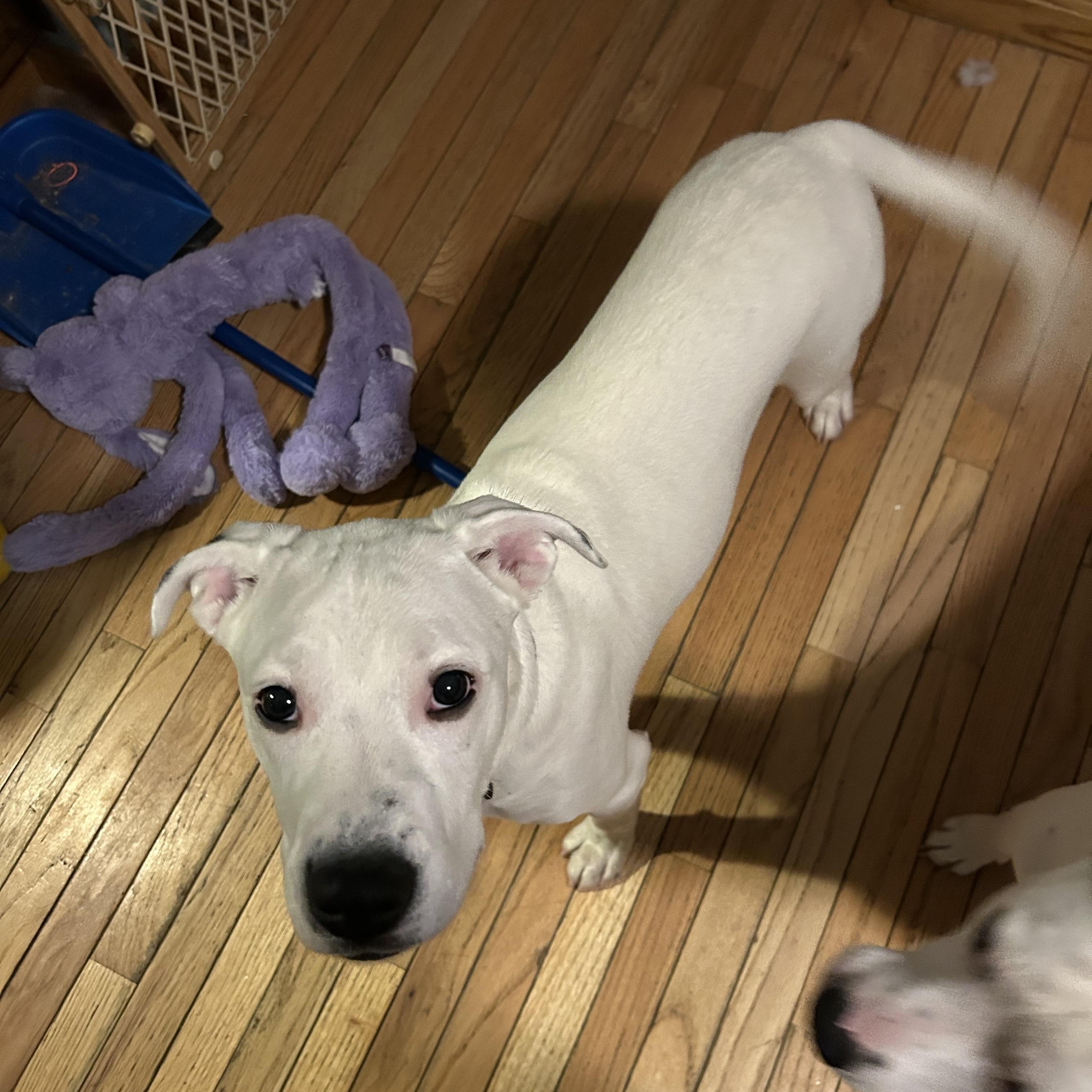 Enlarge Carter , a ADOPTABLE mixed breed in Youngstown, OH image 4/5