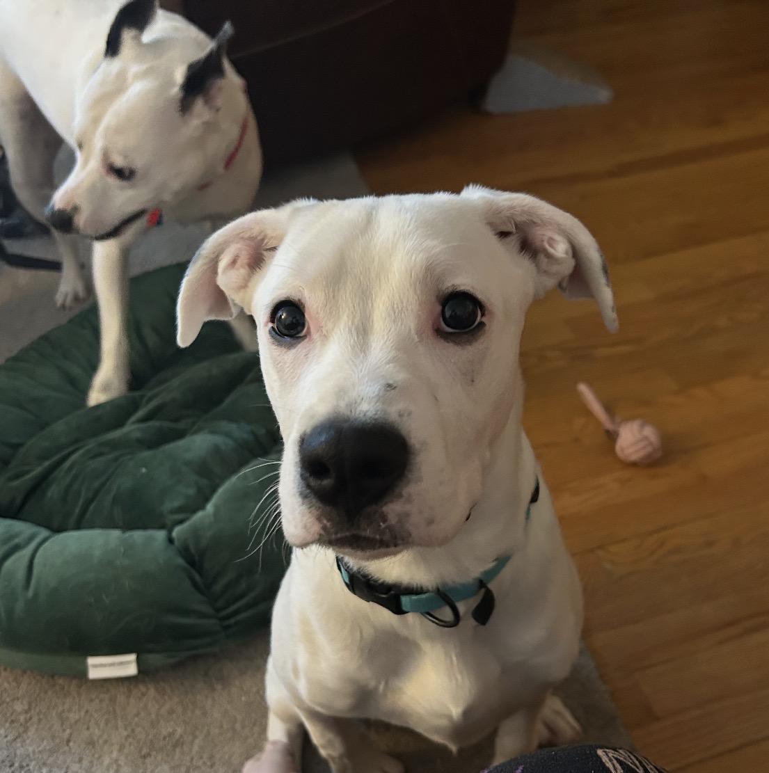 Enlarge Carter , a ADOPTABLE mixed breed in Youngstown, OH image 3/5