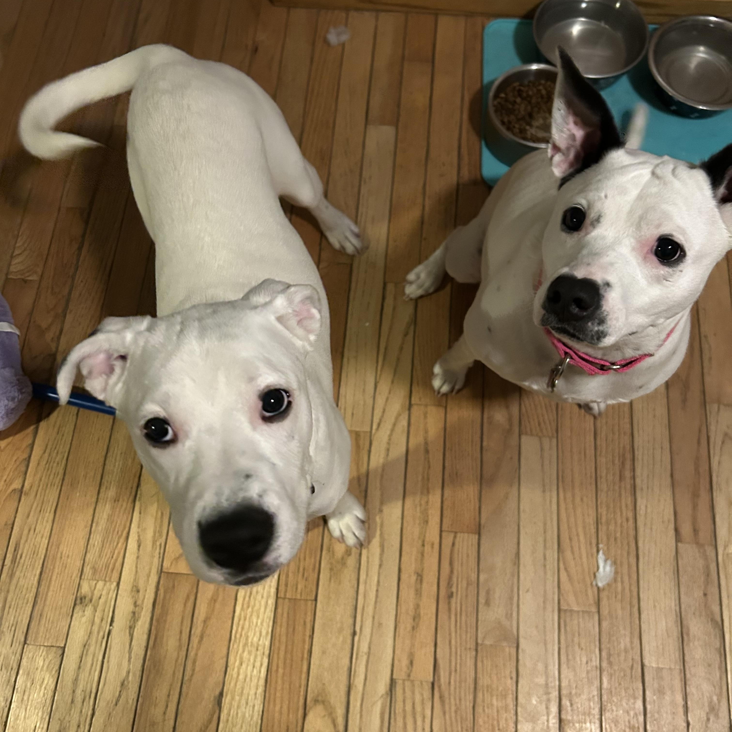 Enlarge Carter , a ADOPTABLE mixed breed in Youngstown, OH image 5/5