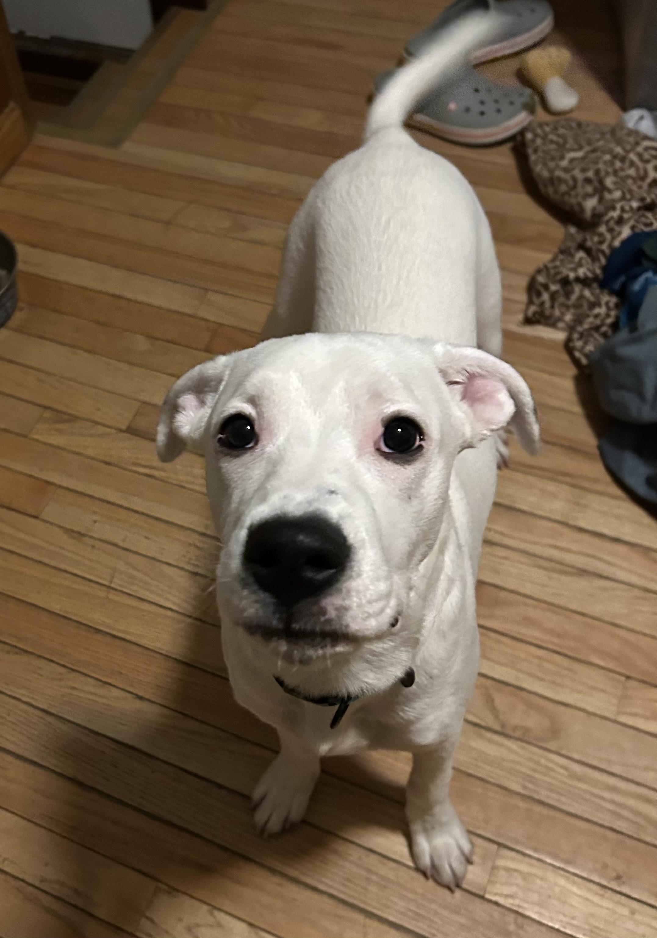 Enlarge Carter , a ADOPTABLE mixed breed in Youngstown, OH image 1/5